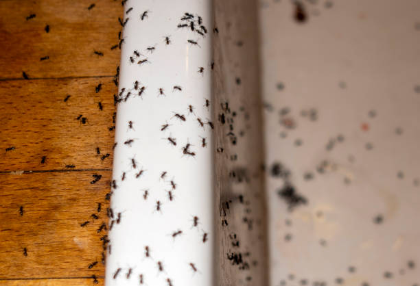 Best Best Pest Control Companies  in Carlstadt, NJ