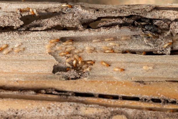 Best Mosquito Control Services  in Carlstadt, NJ